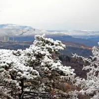 Pogled skozi zasnežene borove veje do Katinare in viadukta 
Črni Kal.