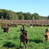 Na Krasu je veliko mešanih kmetij, ki imajo vinograde in redijo 
živali, zato marsikaterim razpisom ne ustrezajo.