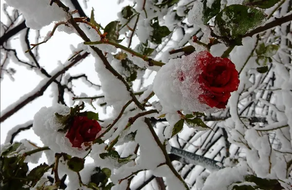Meja sneženja se po državi spušča. Po podatkih Agencije  za 
okolje se bo meja sneženja do večera še spuščala do nižin.