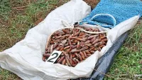 Količine zaščitenih dateljnov, ki naj bi pristale na krožnikih v 
vsaj treh primorskih gostilnah, naj bi bile približno štirikrat 
večje od 30 kg, ki so jih v preiskavi zasegli policisti.