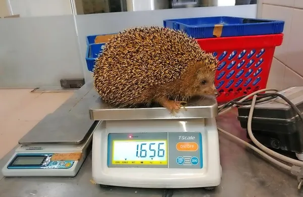 Jež se zaradi debelosti ne more zviti v klobčič.