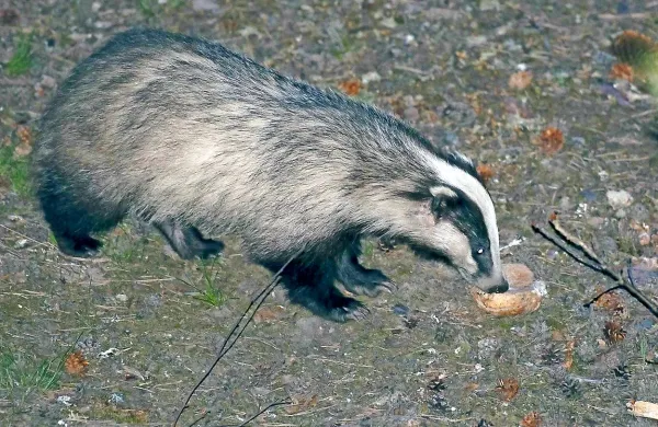V sredo popoldne je med Volčjo Drago in Renčami vozniku 
pot prekrižal jazbec. 