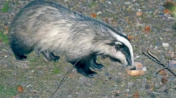 V sredo popoldne je med Volčjo Drago in Renčami vozniku 
pot prekrižal jazbec. 