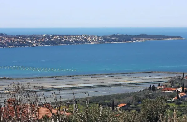 Hrva&scaron;ka &ldquo;regata za razum&rdquo; v Piranskem zalivu 3. februarja