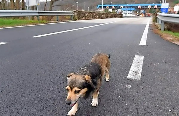 Hrvaški mediji poročajo o simpatičnem psu, ki vsakodnevno, 
brez zapletov prečka mejo na mejnem prehodu Sečovlje/Plovanija.