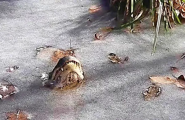 Krokodil v ledu