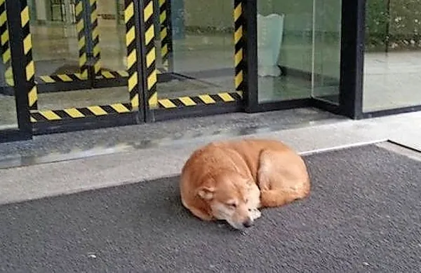 Mešanček Leo je dobil nadimek “tolmeški Hachiko”.