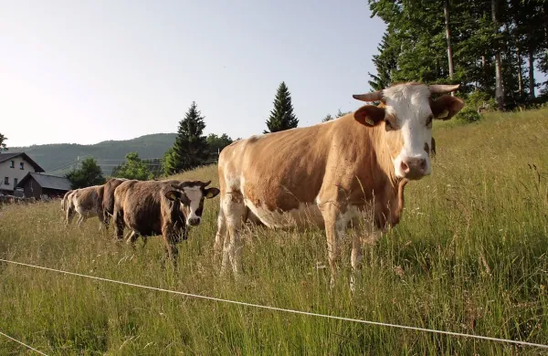 Lani je bilo  največ zanimanja za urejanje pašnikov. 