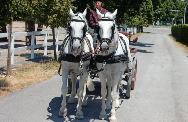 Konji bodo srčika Lipice, ki pa mora postati celoletna 
turistična destinacija, menijo člani odbora za gospodarstvo, 
ki je soglasno podrl predlog novega zakona o Kobilarni 
Lipica. 