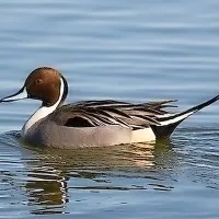 Dolgorepa raca