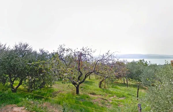 Oljčnik, ki ga že desetletja obdeluje  družina Srebrnič, se 
nahaja na  edinstveni lokaciji z razgledom na morje. 