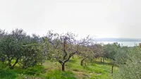Oljčnik, ki ga že desetletja obdeluje  družina Srebrnič, se 
nahaja na  edinstveni lokaciji z razgledom na morje. 