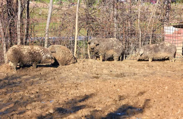 Mangalice, ki živijo v Boninih, je obiskal tudi veterinarski 
inšpektor in ugotovil, da jim ničesar ne manjka.