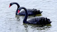 Črna laboda, fotografirana nedavno v Škocjanskem zatoku.