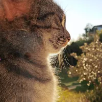 Kljub fotografiranju skozi steklo je pri 16 milijonih pik ter občutljivosti 50  
ISO veliko dronih detajlov, ki se ohranijo z morebitnim izrezom slike.