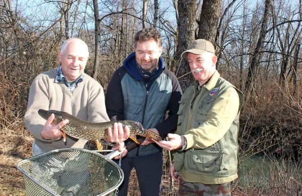50 ščuk, velikih od 50 do 80 centimetrov, je Ribiška družina 
Postojna včeraj vložila v Nanoščico. Na fotografiji (z leve):  
Stane Glažar, gospodar in ribiški čuvaj, Martin Miklavec, 
predsednik, in Milan Zgonc, vodja ribiškočuvajske službe.