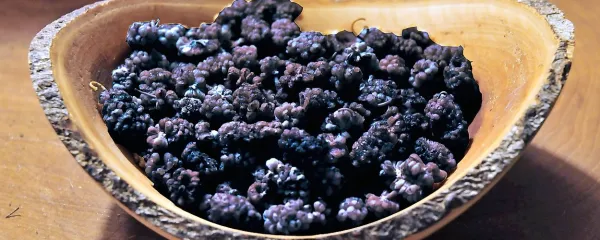  Zaradi dobre kombinacije železa in vitamina C so murvice 
odlične zoper slabokrvnost.  