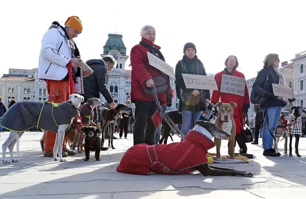 Protestirali proti izkori&scaron;čanju hrtov