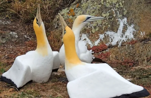 Mnogi verjamejo, da se je kormoran zaljubil v eno od 
cementnih ptic in ji dvoril vse do svoje smrti. (Foto: New 
Zealand Department of Conservation) 