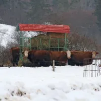 Pašnik med Velikimi Ločami in Slivjem