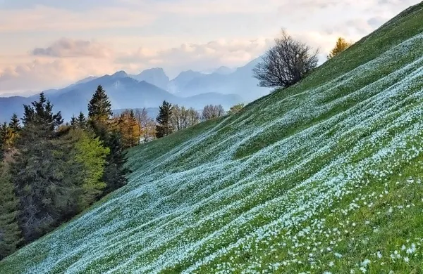 Nagrajena fotografija Golice