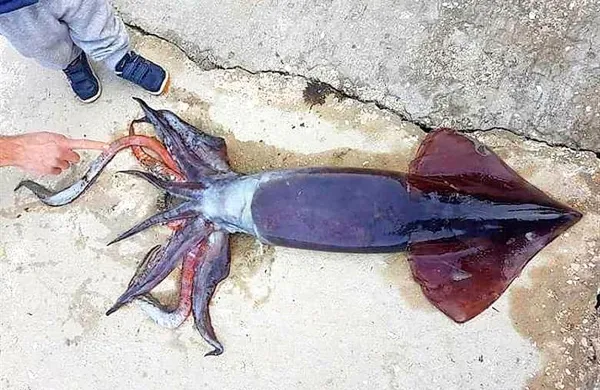 6,5 kilogramov težak ligenj, ki ga je hrvaški ribič ujel v bližini 
Dubrovnika.