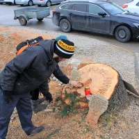 Protestirali so zaradi padlih ceder