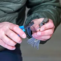 Obročkanje ptic