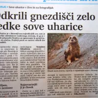 V Vipavski dolini so odkrili dve novi gnezdišči zelo redke sove uharice.