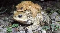 Dvoživke so med najbolj ogroženimi živalskimi vrstami, veliko jih konča tudi pod kolesi avtomobilov. 
