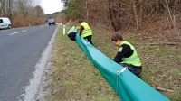 Tako so včeraj postavili pol kilometra platnene ograje, ki bo 
zaustavila žabe, ob cesti pri Bujah.