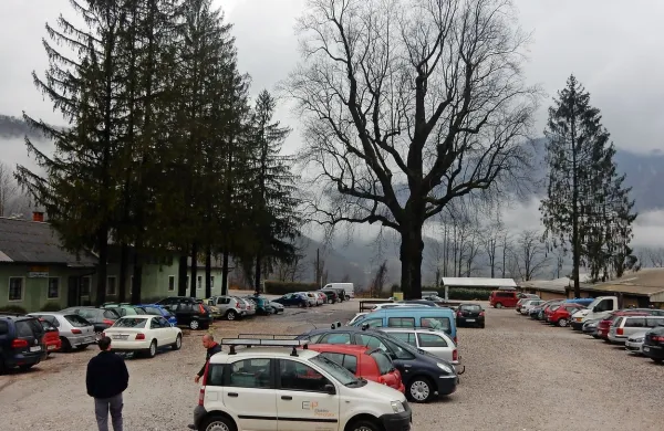 Mogočno drevo na začasnem parkirišču pri Brajdi zasluži posebno 
obravnavo. 