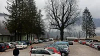 Mogočno drevo na začasnem parkirišču pri Brajdi zasluži posebno 
obravnavo. 