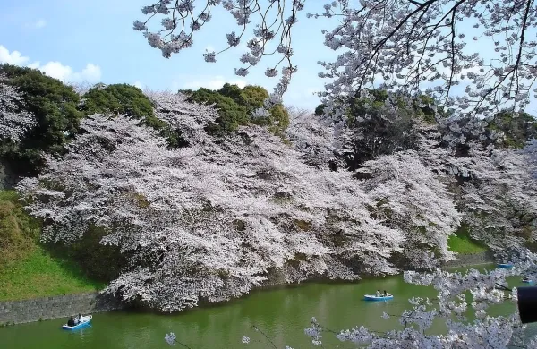 &ldquo;Kozliček&rdquo; ogroža slovite japonske če&scaron;nje