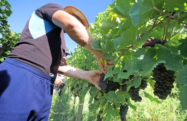 Novela uvaja možnost začasnega ali občasnega dela le za sezonska 
dela v sadjarstvu, vinogradništvu, hmeljarstvu in zelenjadarstvu.   