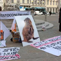 V Trstu so protestirali proti krutemu pobijanju nutrij