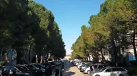 Drevored pinij na Ulici Osvobodilne fronte v Izoli.