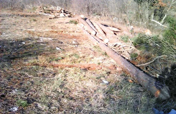 Dela za zasaditev vinograda na prodani parceli bivše agrarne 
skupnosti so se že začela. 