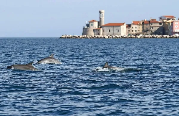 Delfine bliže obali vlečejo jate rib