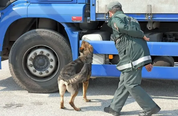 Policijski psi opravljajo zahtevno delo. Policisti v Madridu so se  
domislili, da bi z glasbeno terapijo izboljšali njihovo zdravstveno 
stanje in zmanjšali stres.  