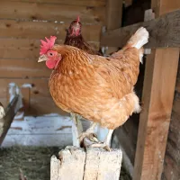 1,7 milijona nesnic pri nas skupaj v povprečju znese  milijon jajc na 
dan.