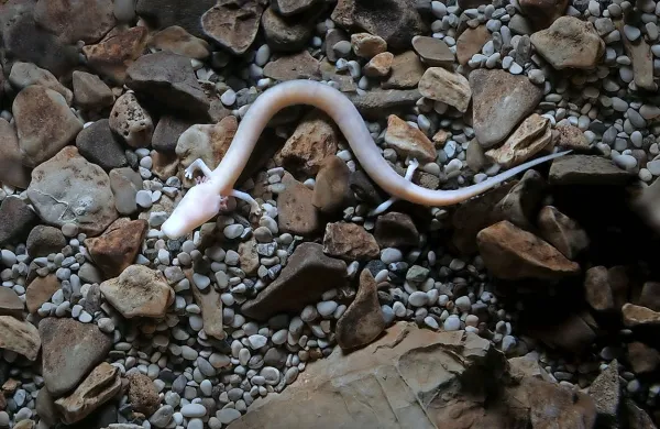 Slovenski biologi se bodo &ldquo;zakopali&rdquo; v genom člove&scaron;ke ribice