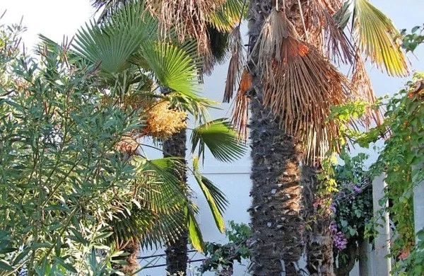 Okužene palme