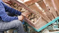 Zgodnji krompir so pridelovalci običajno  sadili že v začetku marca, 
letos pa se je to opravilo zamaknilo za dober mesec. 