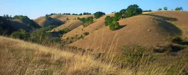 Ozelenela Deliblatska pe&scaron;čara &scaron;e vedno nosi pečat pu&scaron;čave