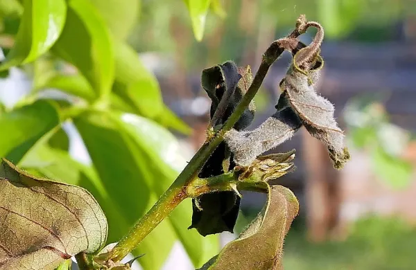 Pozeba je prizadela sadovnjake in vinograde. Na fotografiji: od 
mraza ožgani mladi listi kakija.