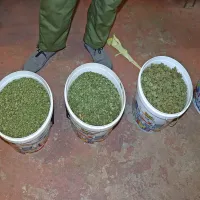 V nekdanji trgovini gojili konopljo