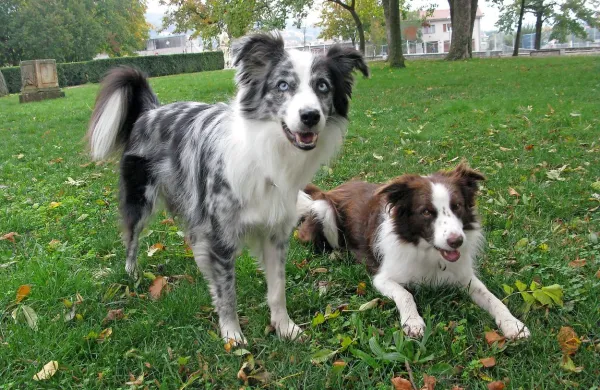 Med enim, drugim in tretjim cepljenjem zoper pasjo kugo mladiči 
niso zaščiteni, veterinarji stike z drugimi psi  v tem času  odsvetujejo.