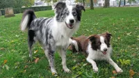 Med enim, drugim in tretjim cepljenjem zoper pasjo kugo mladiči 
niso zaščiteni, veterinarji stike z drugimi psi  v tem času  odsvetujejo.
