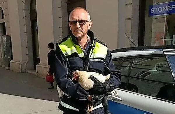 Po Trstu so lovili koko&scaron;